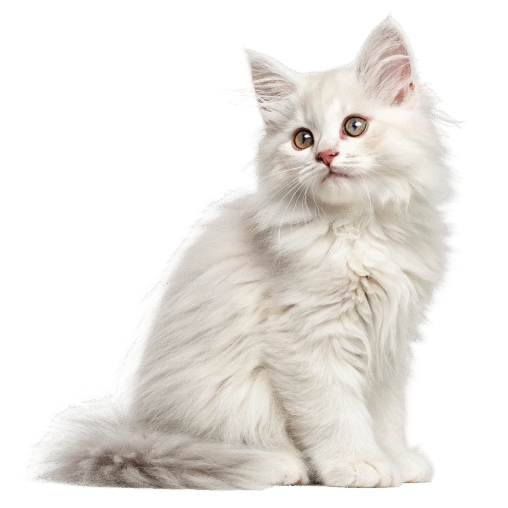 Cat-category-thumbnail
